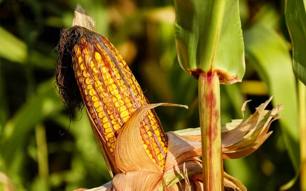 Corn cob in field